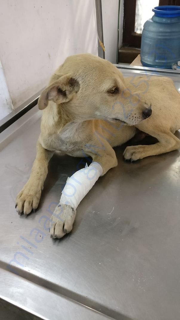 Rex is recovering well and is up-to-date on his shots and deworming!