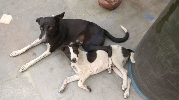 Lola recovered from tick-fever, Bert from gastritis & a leg injury