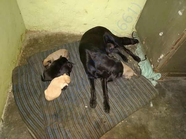 RWA beaten mommy dog safely rescued to our shelter