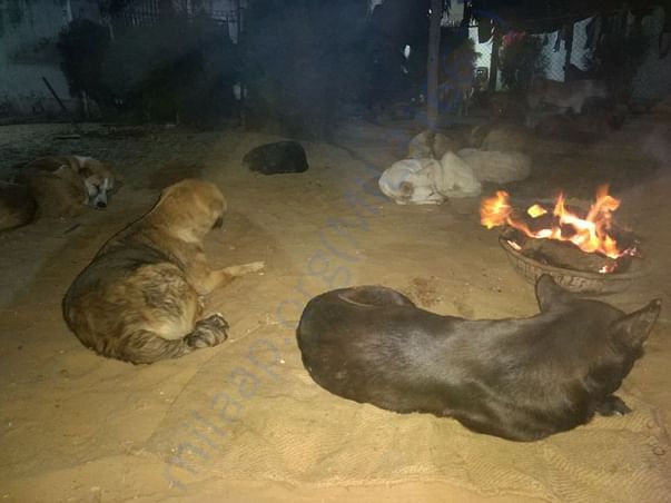 Furbabies Chilling near the Fire