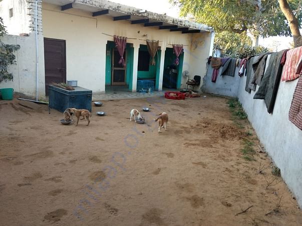 Special care areas mostly for puppies
