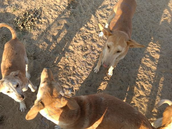 Everyone wants attention!!
