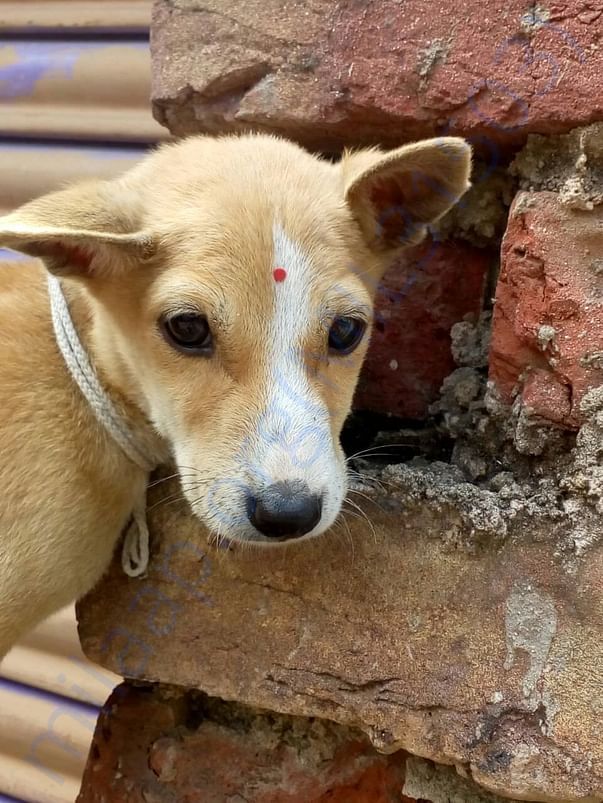 Abandoned Puppy