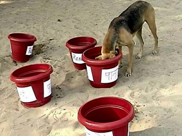 Water For Street Dogs And Other Animals And Birds