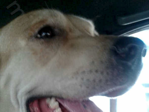 Funds for setting up shelter for treatment of street dogs