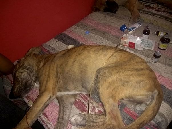 Help Save Angel and Brownie from Parvo Virus