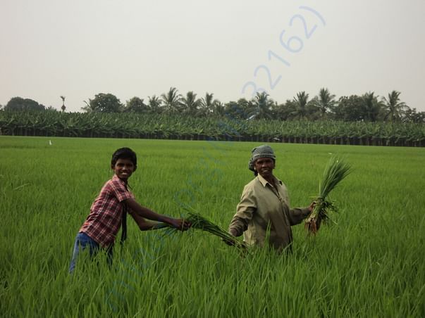 Student assisting his mother in rice fields