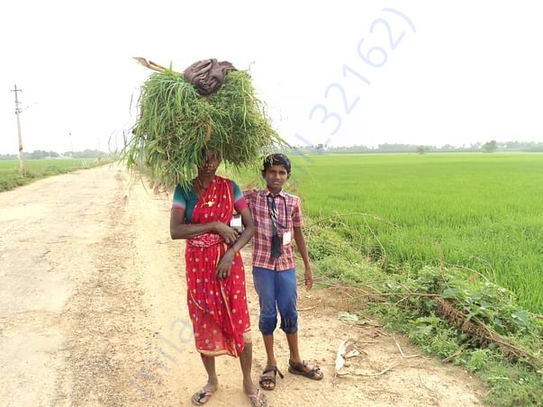 Student accompanying mother in rice fields