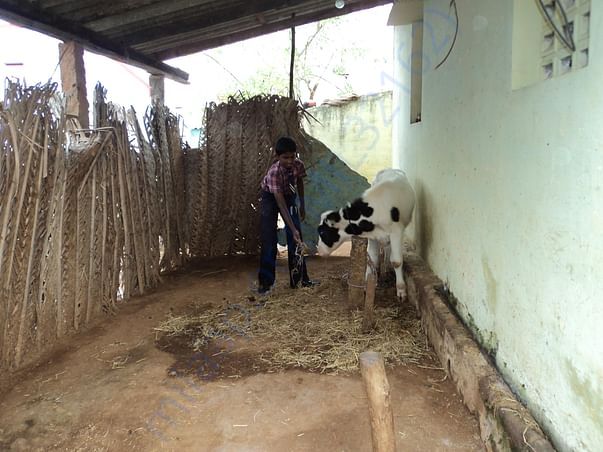 Student feeding his pet cow