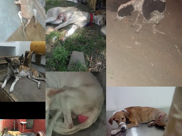 Help-Romeo-Chanda-Mirchi-Sitara-Asia-Kali-Pilli