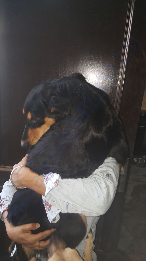 Rotty