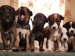 Help Rescued dogs to stay safe who are almost losing home