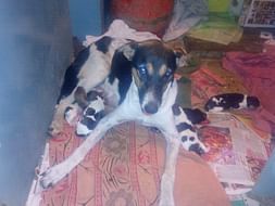 Rescue Chotu and 8 pups