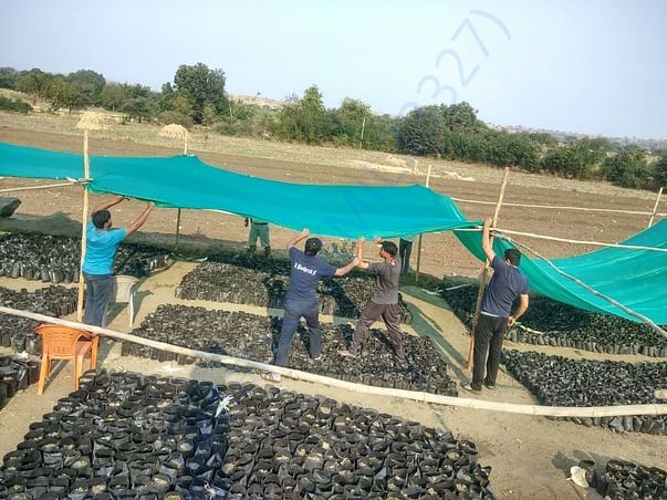 Tree Plantation