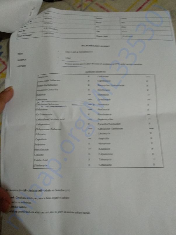 Urine culture report