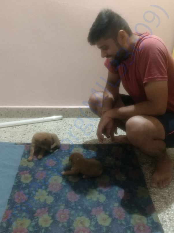 Trying to save these pups
