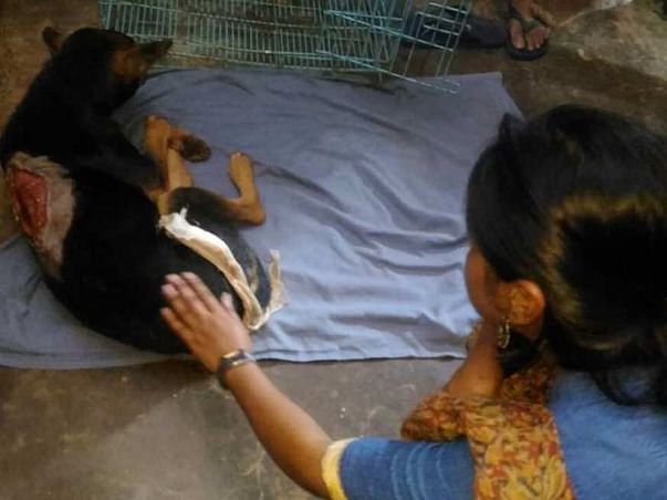 Help BOXER Get A New LIFE