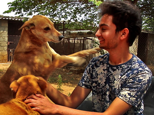 Help Zabi Rescue The Voiceless Animals