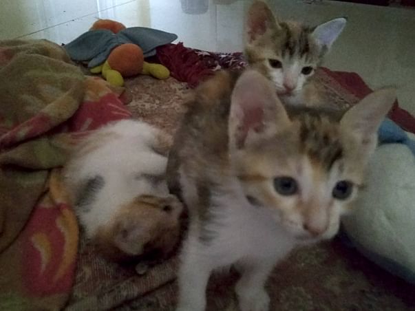 Help Raise Funds For Food/Vacinnes/Spaying Of Motherless Kittens