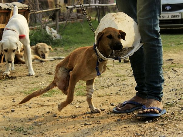 Help In The Treatment Of These Voiceless Furries