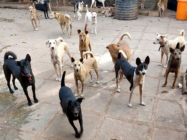 Haven of Miracles Enclave (H.O.M.E) Animal Rescue shelter in Goa