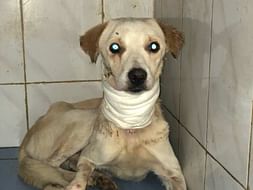 Help with treating Jimmy the dog that had a bone stuck and slit his throat.