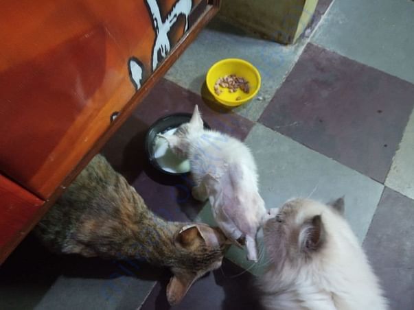 Jungli trying to get together with other cats at home