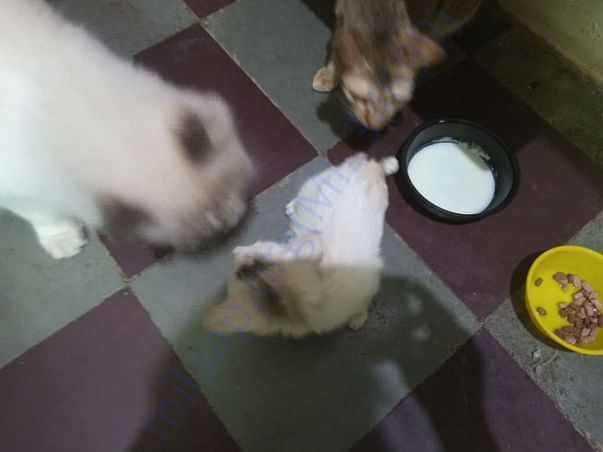 Jungli trying to get together with other cats at home