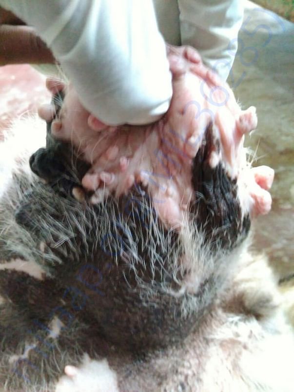tumor growth