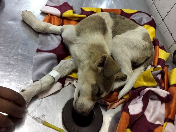 Compassion for the ignored precious souls