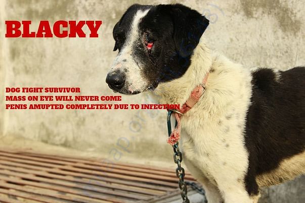 I'M BLACKY! YOUR FRIEND