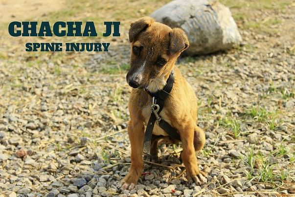 CHACHA JI !!