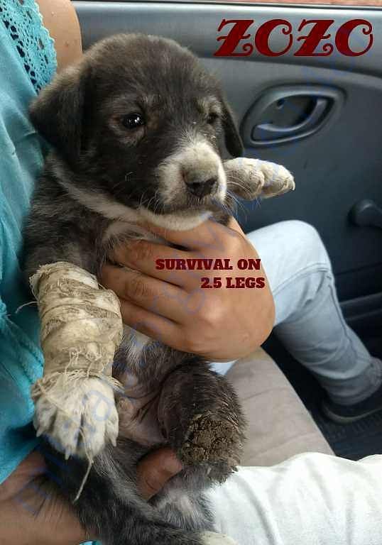 ZOZO, OUR SWEETHEART FURR BABY!!