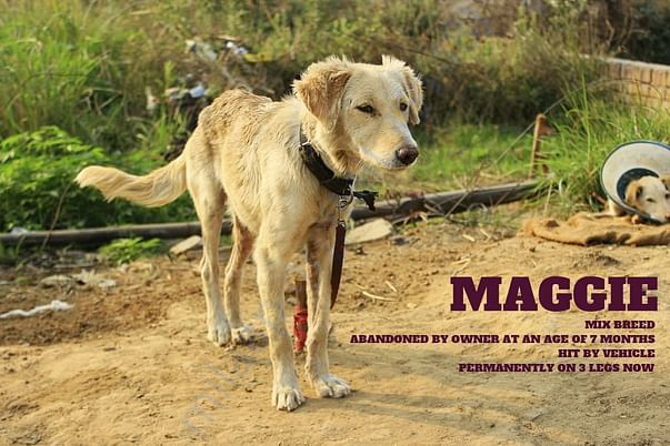 MAGGIE- ABANDONED BY OWNER! RUN OVER BY SPEEDING CAR !