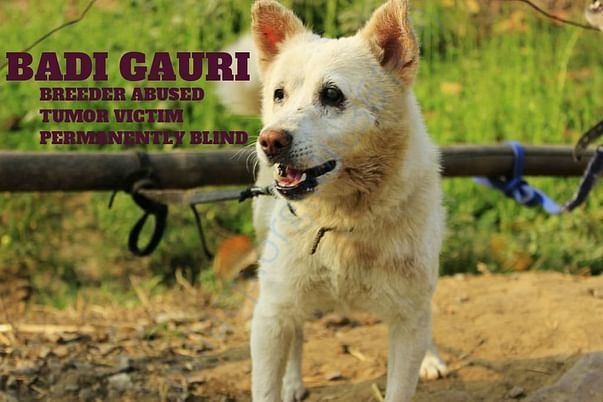 GAURI- I HAD A BIG TUMOR, STILL MY OWNER USED ME FOR BREEDING PURPOSE