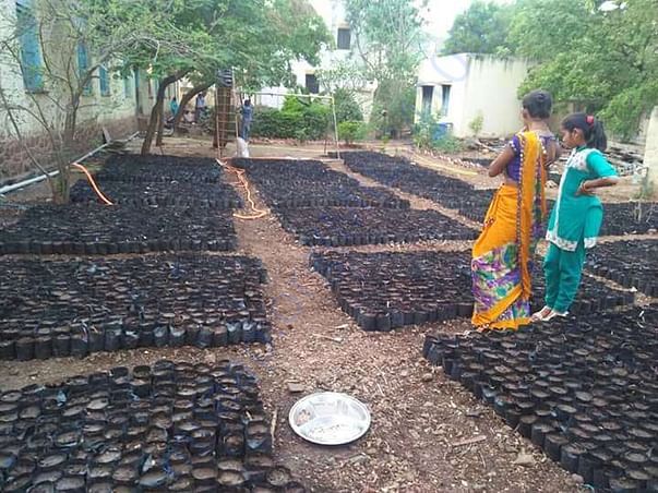 Nursery for 8000 tree plantation