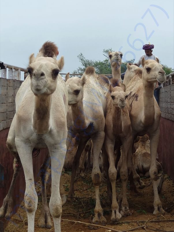 In Safe Hands, Now Pfa Sirohi care... All Rescue Camels Adopted