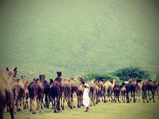 In Safe Hands, Now Pfa Sirohi care... All Rescue Camels Adopted by pfa