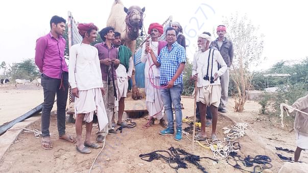 In Safe Hands, Now Pfa Sirohi care... All Rescue Camels Adopted by pfa