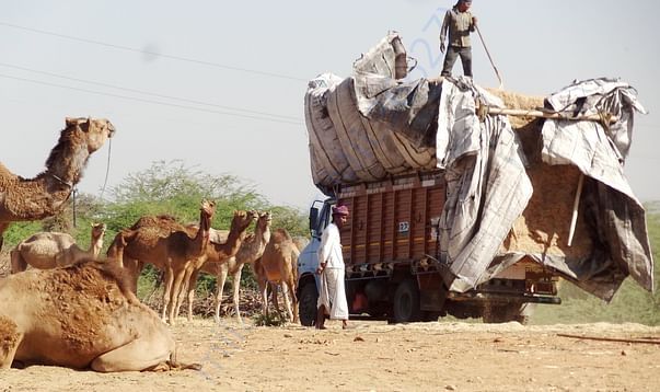 In Safe Hands, Now Pfa Sirohi care... All Rescue Camels Adopted by pfa