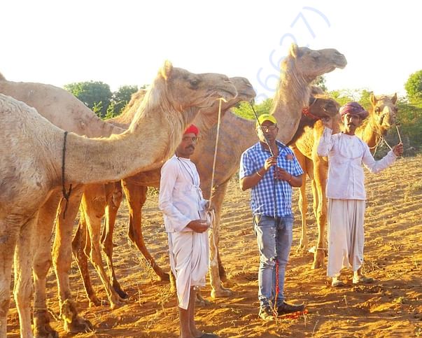 In Safe Hands, Now Pfa Sirohi care... All Rescue Camels Adopted by pfa