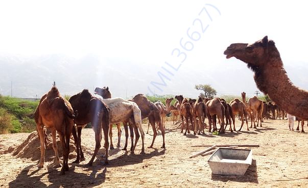 In Safe Hands, Now Pfa Sirohi care... All Rescue Camels Adopted by pfa