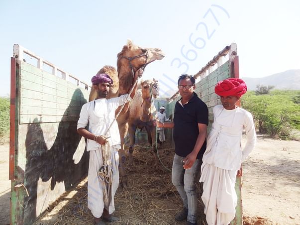In Safe Hands, Now Pfa Sirohi care... All Rescue Camels Adopted by pfa