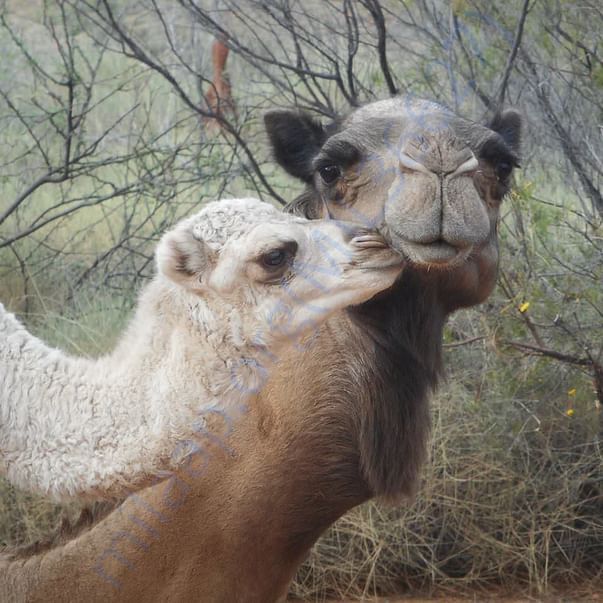 In Safe Hands, Now Pfa Sirohi care... All Rescue Camels Adopted by pfa