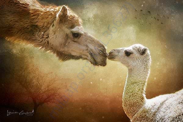 In Safe Hands, Now Pfa Sirohi care... All Rescue Camels Adopted by pfa