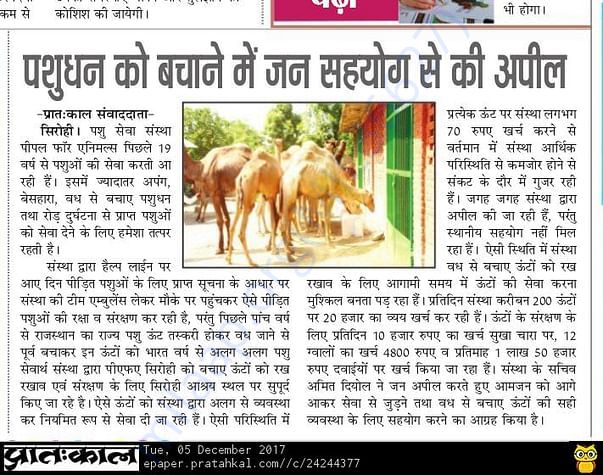 In Safe Hands, Now Pfa Sirohi care... All Rescue Camels Adopted by pfa