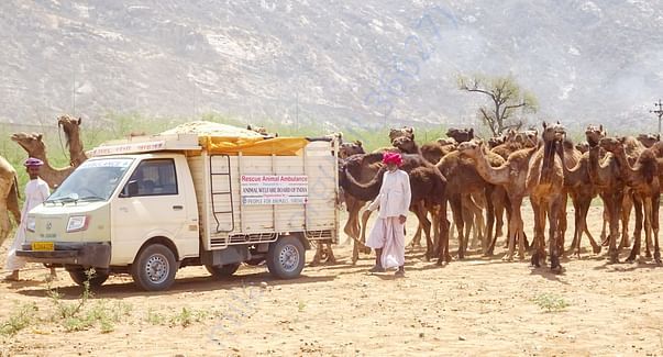 In Safe Hands, Now Pfa Sirohi care... All Rescue Camels Adopted by pfa
