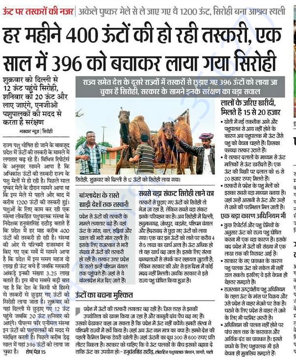 In Safe Hands, Now Pfa Sirohi care... All Rescue Camels Adopted by pfa