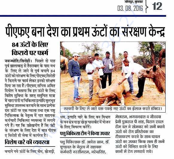 In Safe Hands, Now Pfa Sirohi care... All Rescue Camels Adopted by pfa