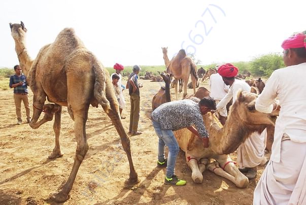 In Safe Hands, Now Pfa Sirohi care... All Rescue Camels Adopted by pfa